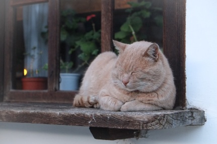 A buff colored cat laying on a wooden shelf, outdoors. The cat is sleeping.